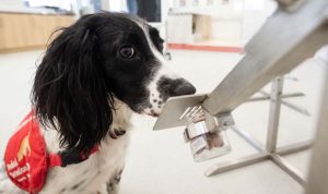 SpotitEarly launches in U.S. with .3M to detect most cancers utilizing AI and canine